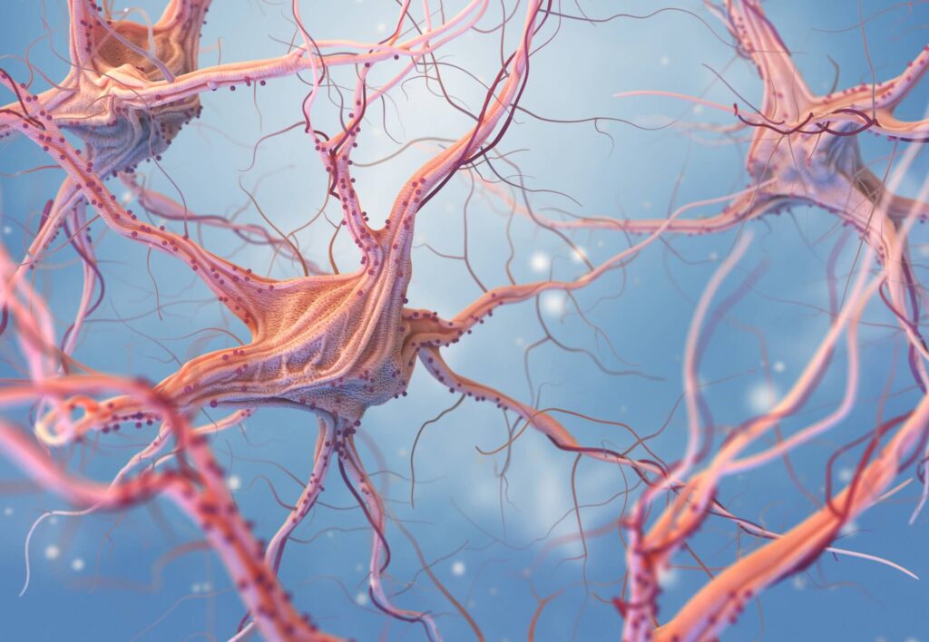 caffeine taken during pregnancy can modify key brain pathways