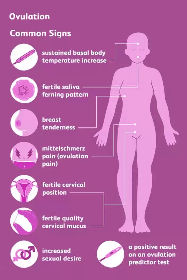 Menstrual Cycle Explained  Loma Linda University Fertility