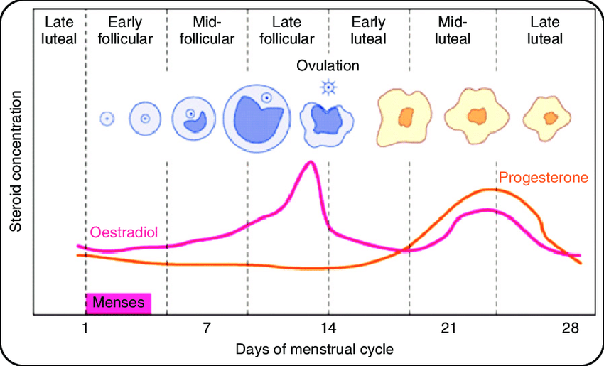 days of the female menstrual cycle